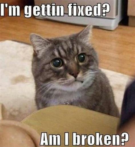 Am I Broken Funny Animals Funny Animals With Captions Funny Cat Memes