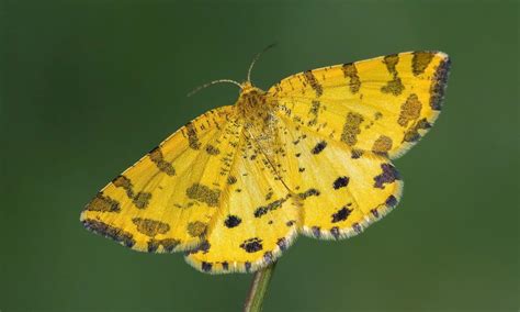 We did not find results for: Speckled Yellow