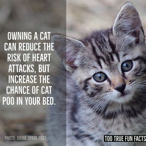27 Too True Fun Facts About Animals You Dont Really Need To Know Fun