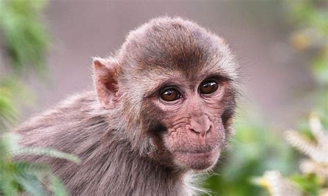 Monkeys Prefer Brands That Are Tied To Sex And Power Daily Mail Online