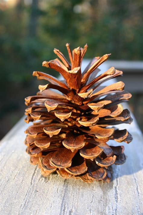 Pine Cones Dopabout