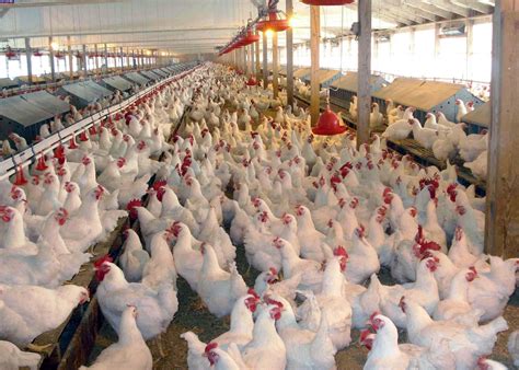 How To Start A Small Poultry Farm Business