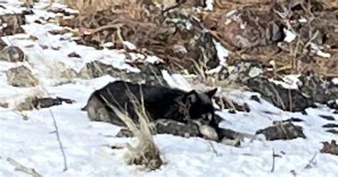 Tenth Wolf Depredation In Grant County This Year Confirmed News