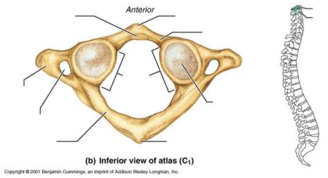 Atlas Bone And Placement In The Spine Imprinting Atlas Movie Posters