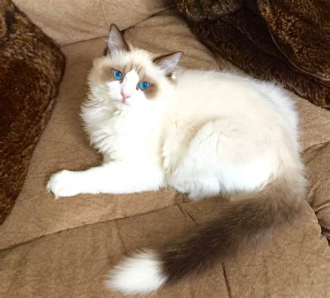 Pictures Of Ragdoll Cats With White Tipped Tails Cat Tail Pictures