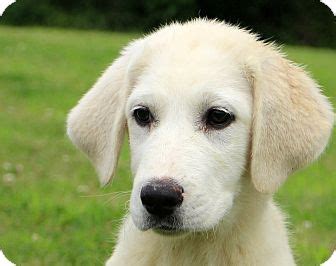 Finding a great pyrenees lab mix puppy. Glastonbury, CT - Great Pyrenees/Labrador Retriever Mix ...