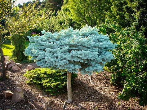 'conifers montgomery blue spruce 31842'. Globe Blue Spruce Tree For Sale Online | The Tree Center™
