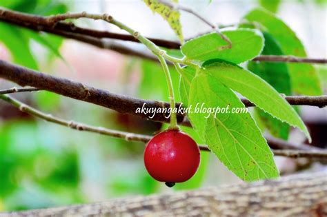 akuyangakut.blogspot : Buah Ceri liar yang tumbuh tak bertanam, rimbun tak bersiram...