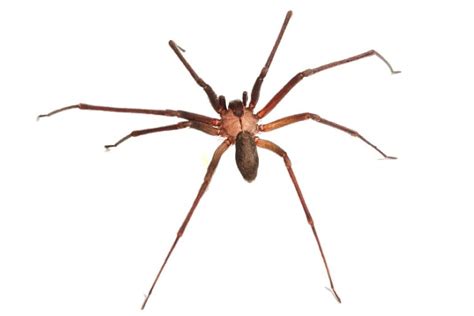 7 Safe Tactics How To Get Rid Of Brown Recluse Spiders