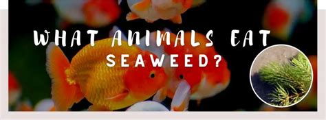 ᐅ What Animals Eat Seaweed? | The Ocean's Vital Source