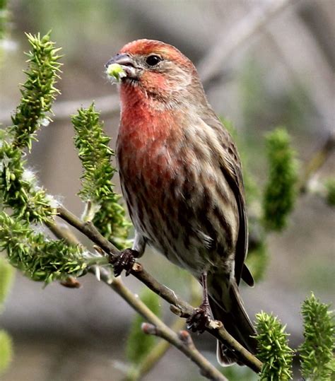 6,074 apartments for rent in north austin, austin, tx. House Finch; spotted in Austin,TX | Backyard birds feeders ...