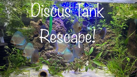 Blue Diamond Discus Tank Rescape Youtube