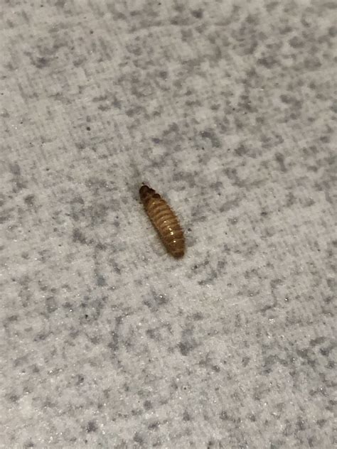 Bed Bug Vs Carpet Beetle Larvae