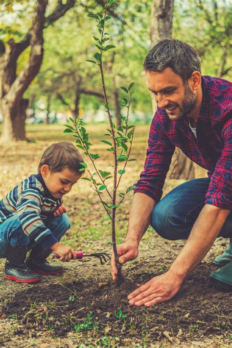 Maximize Your Home Value By Planting Trees Modernize
