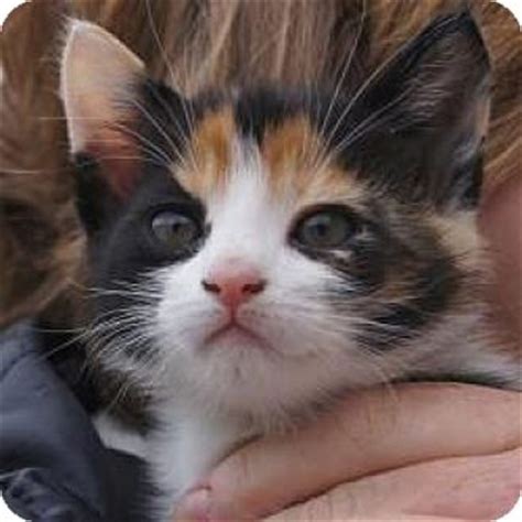 Many of these cats and dogs. East Brunswick, NJ - Calico. Meet Candy a Kitten for Adoption.