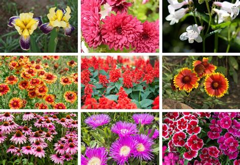 May 29, 2020 · throughout their short life, stems can grow up to five feet tall, complete with red, white, yellow, pink or purple blooms that resemble pea flowers. 19 Perennial Flowers for Sun (Gorgeous)