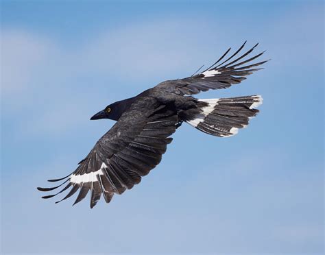 Visit Centennial Parklands Pied Currawong Centennial Parklands