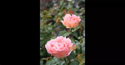 Edelrose Duftjuwel Rosa Duftjuwel® Rosengut Langerwisch