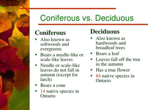 The coniferous forest is sandwiched in between the tundra to the north and the deciduous forest to the south. PPT - Tree Identification of Common Tree Species found in ...