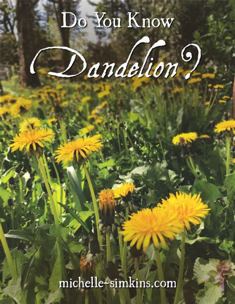 Do You Know Dandelion