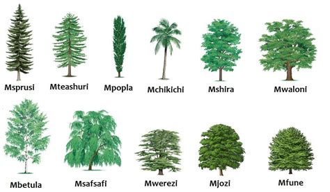 Types Of Trees Chart