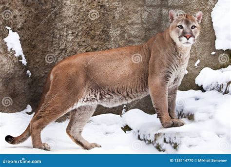 Strong Body Of A Big Cat Cougar In Profile Against A Background Of