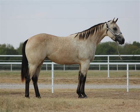 Buckskin is a hair coat color of horses, referring to a color that resembles certain shades of tanned deerskin. Image result for buckskin paint horses for sale (With ...