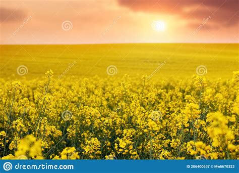 Rapeseed Flowering Field With Yellow Rapeseed Flowers At Sunset Stock