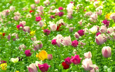 100 Flowers Nature Wallpapers