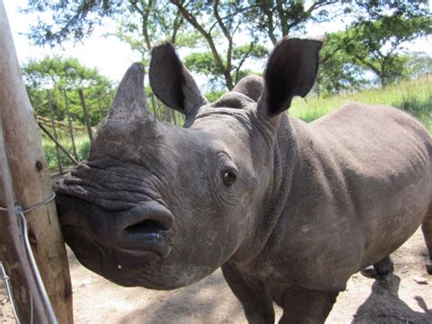 Is a personal initiative with the support of yb maria chin and also datin paduka marina mahathir. UPDATE! South African Baby Rhino Orphanage Needs Help ...