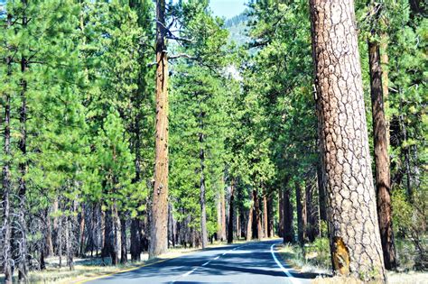 Road Through Pine Trees Yosemite National Park California Round The