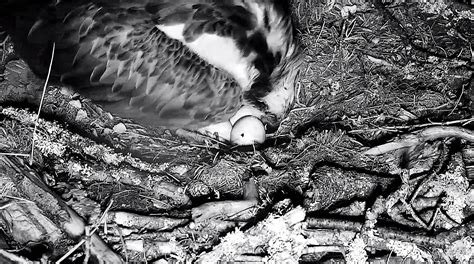 First Egg Starts Hatching At Loch Of The Lowes Scottish Wildlife Trust