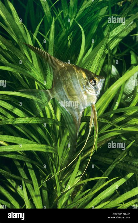 Altum Angelfish Pterophyllum Altum Hi Res Stock Photography And Images