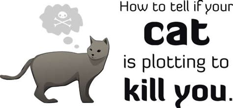 Tell him/her that it's an emergency and can not wait until next week. how to tell if your cat is plotting to kill you - Gallery ...