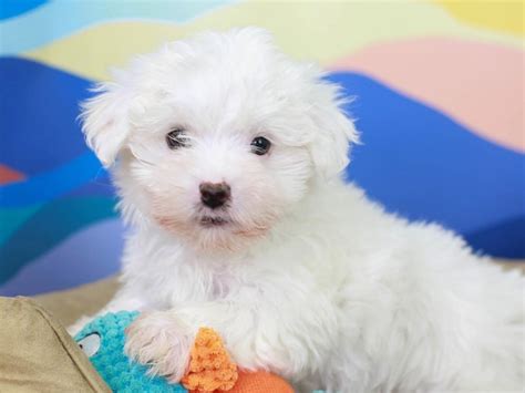 This hybrid has been around for a long time. Maltese (2958071) - Animal Kingdom | Puppies N Love