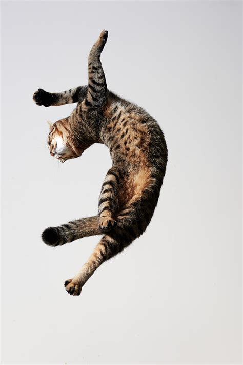 Cat Which Jump And Twisted His Body Photograph By Akimasa Harada