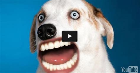 Dogs Get Human Mouths In Bizarre Viral Video Cbs Los Angeles