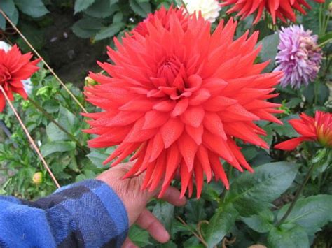 Pin On Colors Of Dahlias