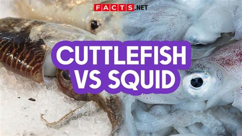 Cuttlefish Vs Squid How To Identify Them Youtube
