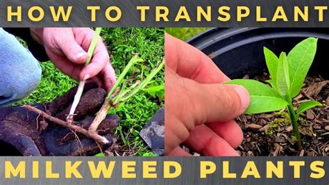 How To Transplant Milkweed Growit Buildit