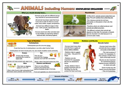 Year 3 Animals Including Humans Knowledge Organiser Teaching Resources