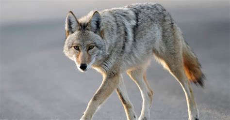 Vancouver Coyote Sightings On The Rise Huffpost British Columbia