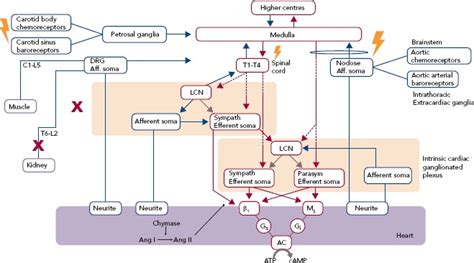 Calming The Nervous Heart Autonomic Therapies In Heart Failure