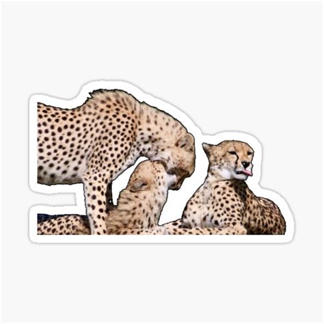 Cute Cheetahs Sticker By 37jlee Redbubble