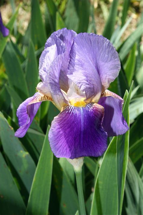 70 Beautiful Purple Flowers Care And Growing Tips Flowers Iris