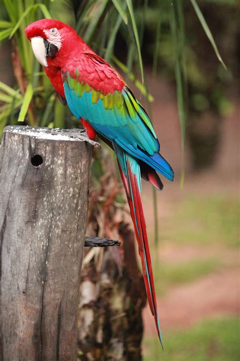 Free Images Exotic Bird Parrot Macaw Fauna Beak Common Pet