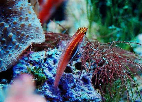 Eviota Gobies