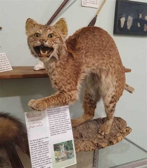 42 Cringeworthy Taxidermy Fails Taxidermy Creepy Mutant