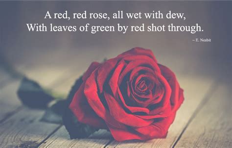 Beautiful Red Rose Quotes And Sayings About Love And Life For Flowers