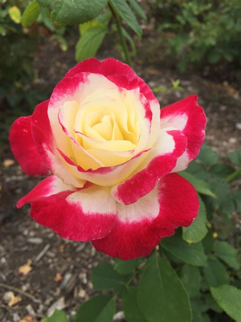 Hybrid Tea Rose Double Delight Introduced In 1977 By Swim And Ellis